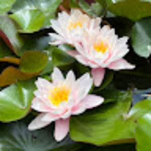 Meet your Posher, Maya ruth